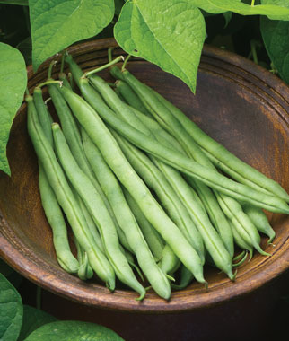 Big Kahuna Green Bush Bean